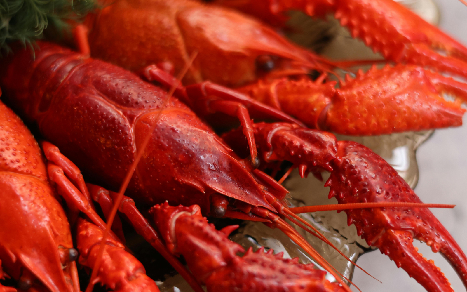 سرقة شحنة كركند بقيمة 400 ألف دولار أثناء نقلها إلى متاجر أمريكية/ المصدر: Pexels