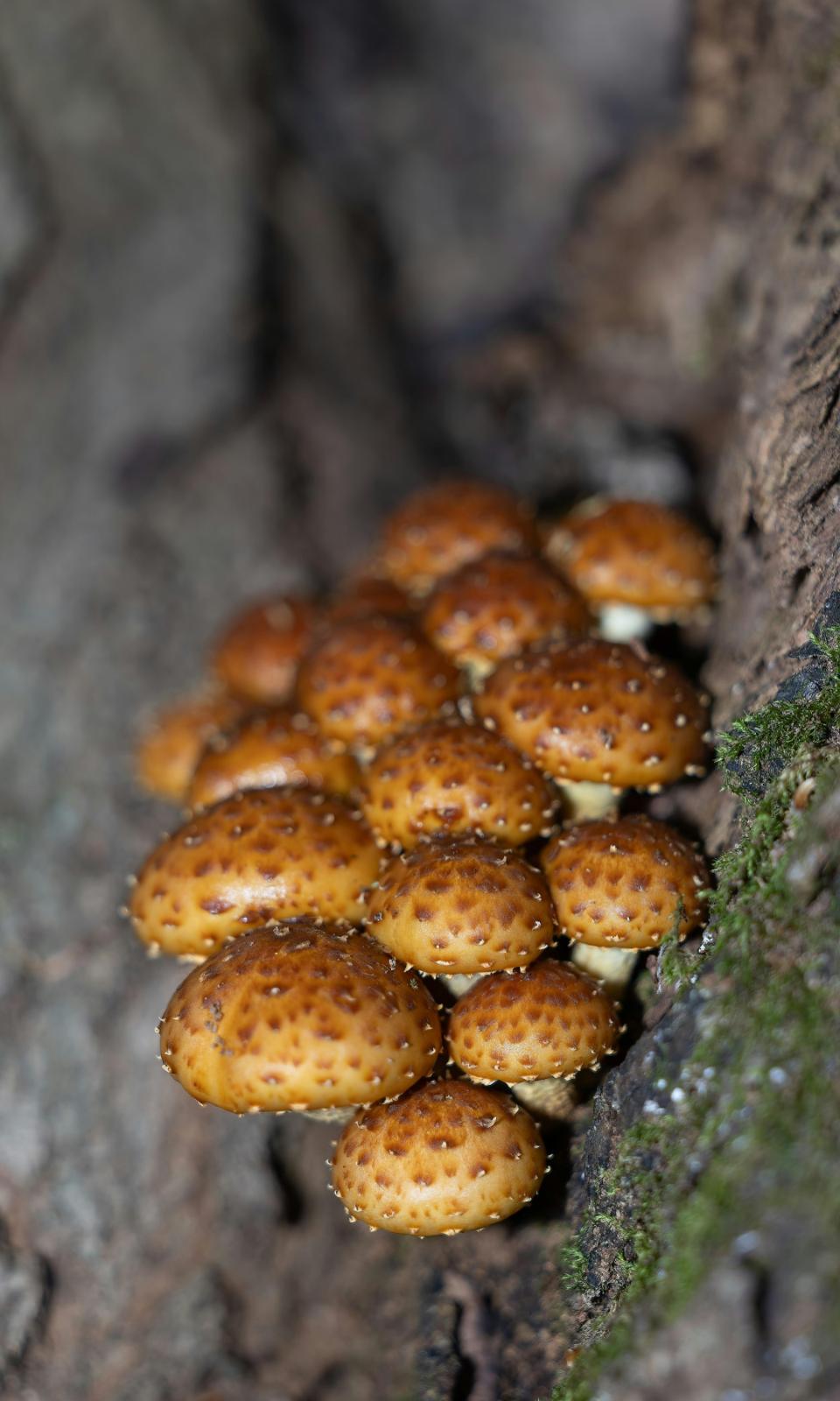  البروتين لا يتجاوز 3 جرامات للكوب الواحد من البروتين- المصدر: shutterstock