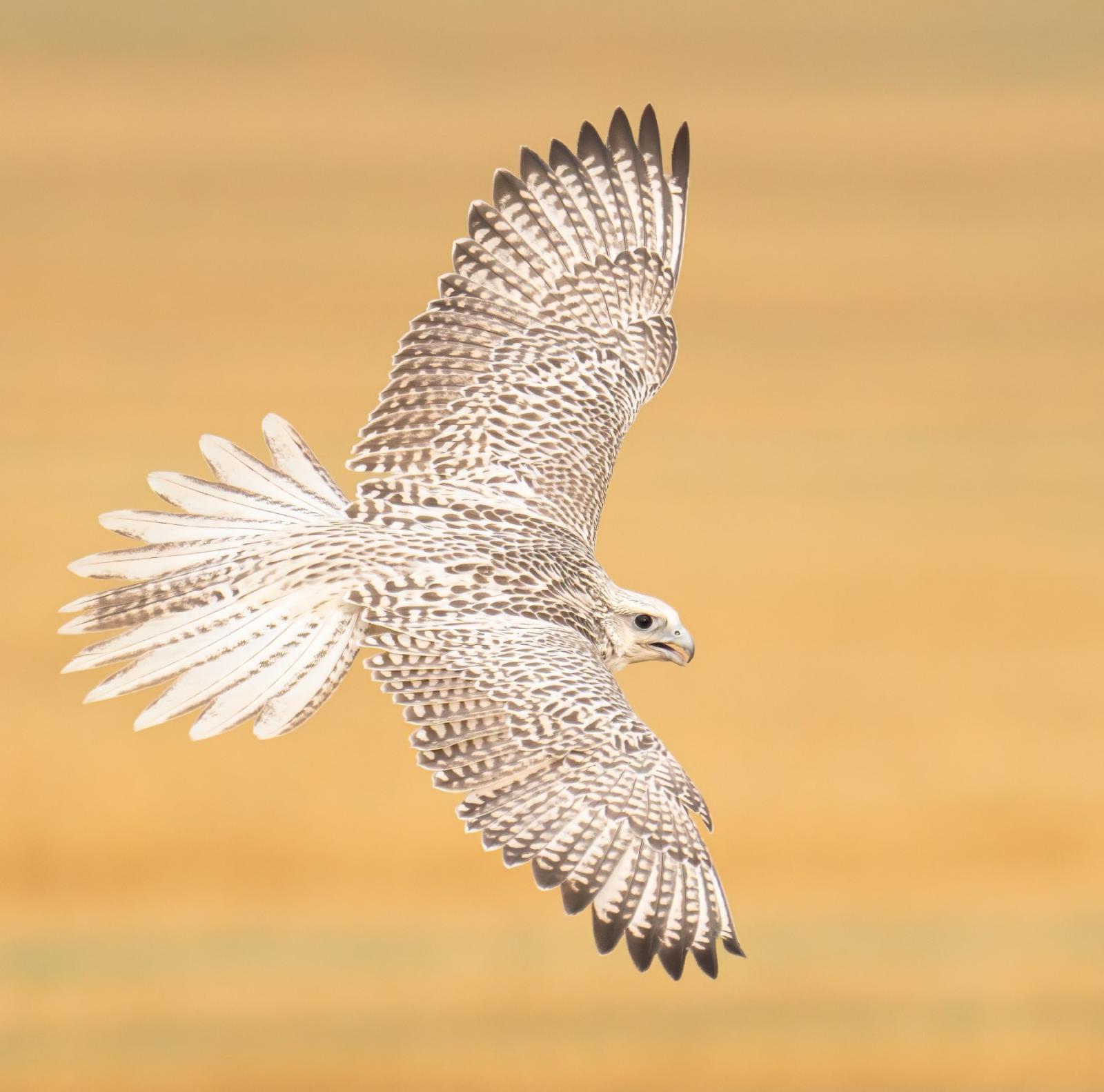 المرأة تستطيع الاقتراب إلى مسافة 8.5 أمتار من الطائر