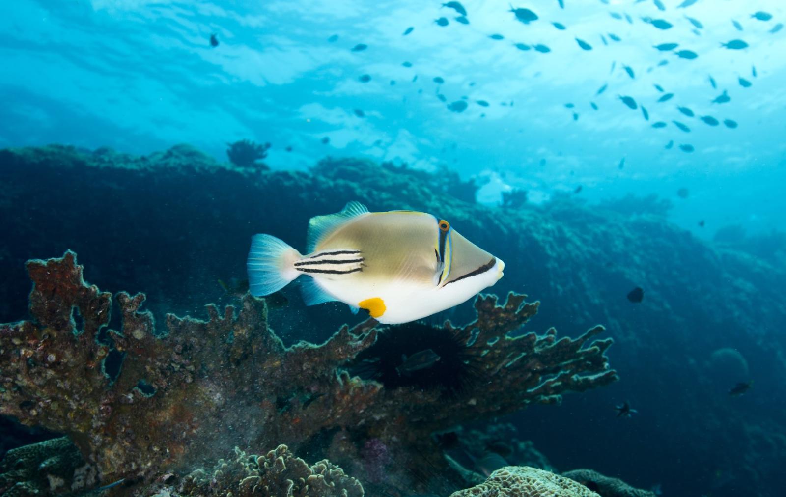  أثبت الباحثون أن تريليونات الأسماك البرية والمستزرعة التي يتم إنهاء حياتها سنويًا تعاني من آلام "شديدة