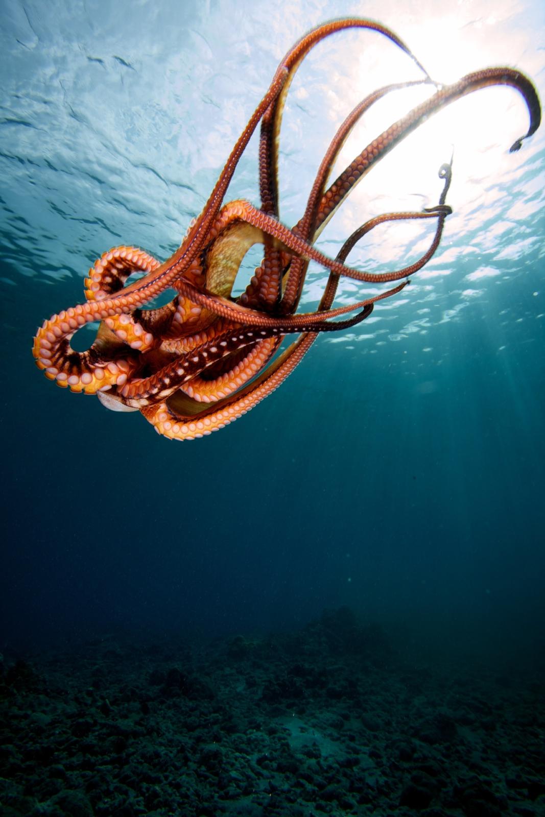 تطور الكائنات بعد اختفاء البشر