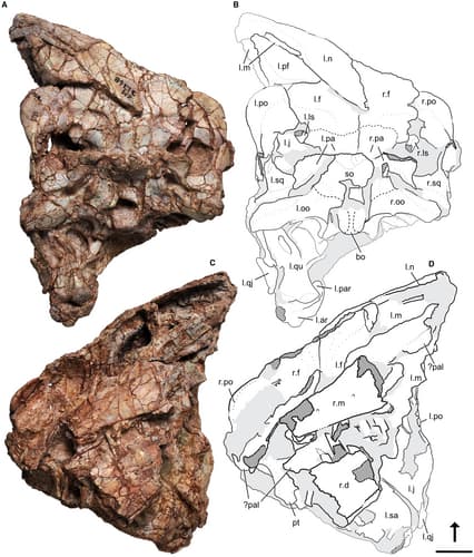 تفاصيل اكتشاف ديناصورات "Ptychotherates bucculentus" 